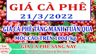 Giá cà phê hôm nay ngày 21/3/2022|GIÁ CÀ PHÊ TĂNG MẠNH TUẦN QUA TRÊN 1000đ/kg