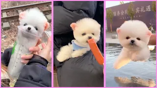 Funny and Cute Pomeranian Videos, Videos de TikTok Part 194