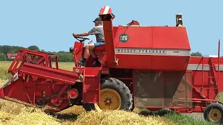 Massey Ferguson 186 | Harvesting first Grain | Barley | Sauerland | Germany | 2014.