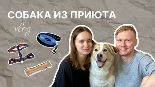 Шелби нашел Дом. Мы взяли собаку из приюта Дубовая Роща | VLOG #1