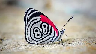 Butterfly Has Unusual Number Markings On Wings