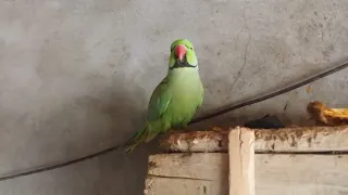 Parrot talking