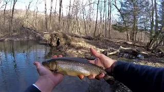 Fishing Small Creeks for BIG Brooke Trout!! - Central PA Fishing