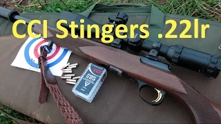 22lr CCI Stingers - 100 Metres #rangetime