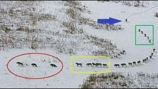 The formation of the wolves is incredible#truestory #animals