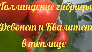 Урожай Голландских томатов Девонет и Квалитет в теплице.