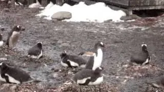 Gentoo penguin ecstatic display