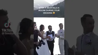 Bear kills moose during a wedding