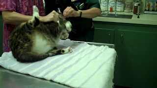 Angry cat at vets