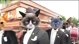 Funny Cat and Dog with Dancing Funeral Coffin Meme - 🐶 Dogs and 😻 Cats Version #14