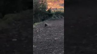 Lupo selvatico uccide cane a Roma