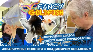 Аквариумные новости с Владимиром Ковалевым (02.11.2023). Золотые рыбки FANCY, кормление крабов!