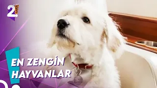 İşte Dünyanın En Zengin Hayvanları | Müge ve Gülşen'le 2. Sayfa 99.Bölüm