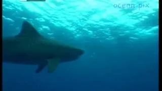 Впечатляющий фильм о гармоничном общении человека с акулами