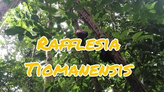 Rafflesia