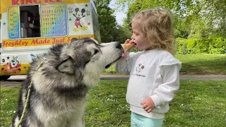 Adorable Baby Girl Shares Her Ice Cream With Giant Husky! (Cutest Ever!!)