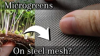 Growing Microgreens on Steel Mesh