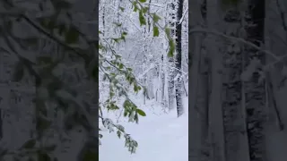 40 лет Такого НЕ Было! Вся Листва под Снегом 🌨️ 4 мая 2024 Екатеринбург, лесопарк