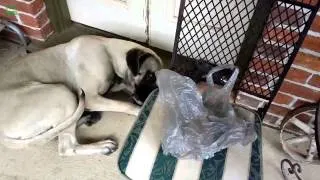 Funny Guilty Dogs Compilation 2014