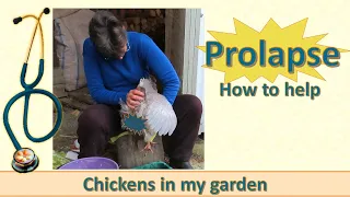 Prolapse! How to help your hen with prolapsed oviduct