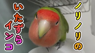 【コザクラインコは楽しめる♪】おもしろキャラのコザクラインコ達🎶Life with a fun lovebird.