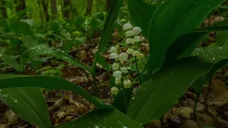 Самуил Маршак. "Ландыш". композитор - Леонид Гофман. читает Леонид Гофман.