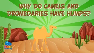 Why do Camels and Dromedaries have humps? | Educational Videos for Kids