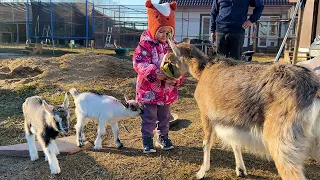The first walk of funny  goats