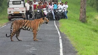 Chhoti Madhu And Cubs || Tadoba || TheWildSide