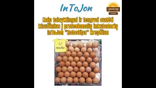 Kaip teisingai sudėti kiaušinius į lietuviškų profesionalių inkubatorių InToJon"RoboCipa"krepšius