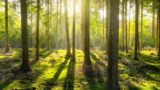 healing music in the forest comfortable rest music stress relief music Maditashan music