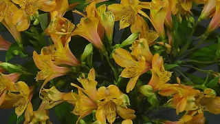 Timelapse Firenze - Surprising Alstroemeria