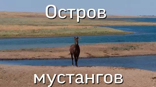 Ростовская область. Остров мустангов