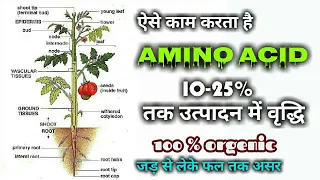 Amino acide.एमिनो एसिड का पौधे पर काम।how to work amino acide.