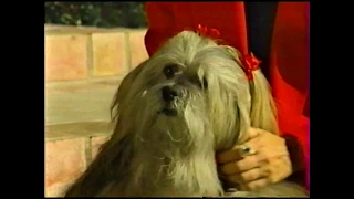 Your Pets as Humans Past Reincarnation TV Commercial for 900 Telephone Number