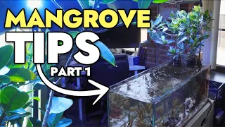 Growing Mangroves in Your Reef Aquarium - Tips & Tricks!