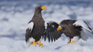 Drifting ice and sea eagles