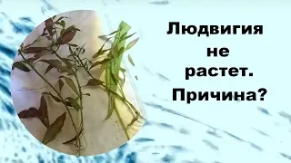 Людвигия не растет. Причина?