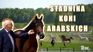 🐎 STADNINA KONI ARABSKICH 🐎 [WOLA RZĘDZIŃSKA]