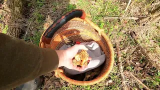 Morel mushroom foraging in Western North Carolina. New spots producing well.