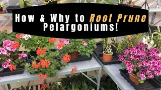 ROOT-PRUNE A GERANIUM (PELARGONIUMS)- how and why