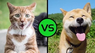 КОТЫ VS СОБАКИ