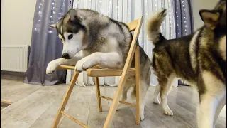 Новый челлендж со стулом! Хаски в теме / chair challenge