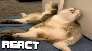 React: Cat memes that cured my anxiety and depression