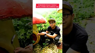 PENEMUAN TONGKAT KEPALA KOBRA #beritaviral #viral #parodi #hiburan #pusaka #mustika #prank