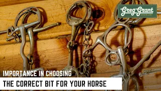 Importance in Using the Correct Bit for Your Horse - Greg Grant Saddlery