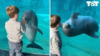 Dolphin Plays With Kid