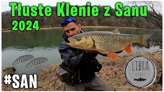 Chub 2024 | Winter Chubs from San River 2024| Chub Fishing