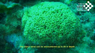 What is the stony coral? Cladocora caespitosa