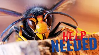 We Need Your Help To Stop The Asian Hornet
